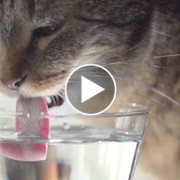 Cute Kitties Drinking in Slow-Mo: Can You Spot The Difference?