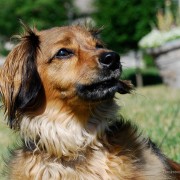 Dachshund Fights off Burglar and Goes Missing