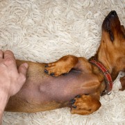 Dachshund Pulled from the Mud and Reunited with Emotional Guardian