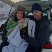 Bald Eagle Rescue Photos: Blanketed and In the Car