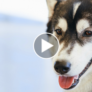 Dog Born with Deformed Front Legs Runs for the First Time