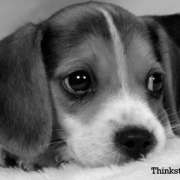 Beagle resting his head