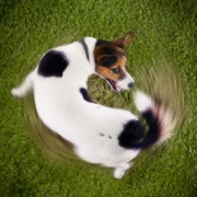 Spinning is one dog poop personality