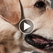 Dog Saves a Life with the Heimlich Maneuver, This Really Happened!