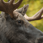Dog Saves Owner from Charging Moose