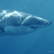 Dog Saves Owner from Sharks by Sacrificing Her Own Life