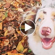 Australian Shepherd in a pile of leaves