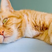 Orange Tabby Cat
