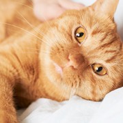 Orange cat on a bed