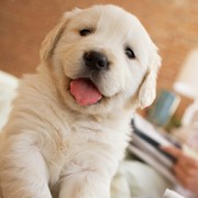 Happy puppy in bed