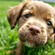 Drug-Resistant "Super Heartworms" Force Change In Treatment