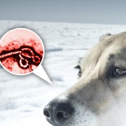Ebola-Stricken Medical Worker’s Dog at Risk of Euthanasia