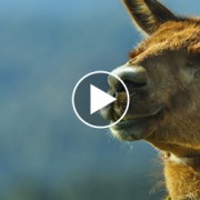 Escaped Llama Adventure Prompts Nationally Televised Chase 
