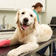 Exciting New Technologies at the Veterinary Clinic