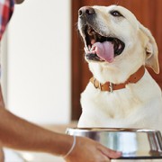 Pet owner feeding his dog