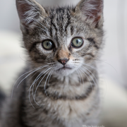 Feral Cat Saves a Helpless Kitten during Tornado