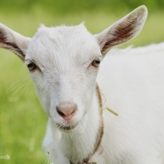 firefighting goat