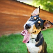 Dog tilting head, waiting for puzzle