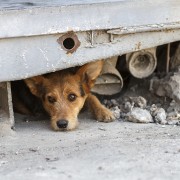 Former Marine Turned Dog Savior Wins Hero of the Year
