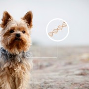 Could Genetic Testing Help Eliminate Debilitating Dog and Human Diseases?