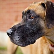 Is a Giant Dog Breed Right for Me?