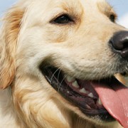 Golden Retriever Lifetime Study Will Evaluate 3,000 Dogs!