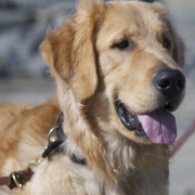 Golden Retriever Saves Man From Seizure