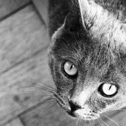 Hairball Horror Stories from a Veterinarians Vault 