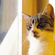 Hero Cats Save a Dog and a Soldier