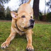 Hero Dog Calls 911 Using Owner’s iPhone