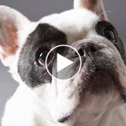 French Bull dog looking up