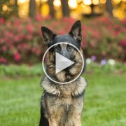 Heroic Dog Saves Family by Jumping in Front of Bullet