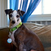 Fiona on Couch