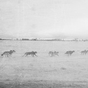 How Sled Dogs Helped Win World War I