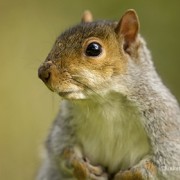 What Should You Do With Injured Wildlife?