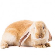 A Pet Rabbit isn't right for everyone