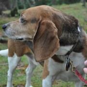 Beagle looking over shoulder in forest