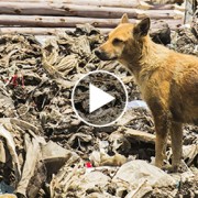 Abandoned Junkyard Dog Risks Life Daily to Care for Other Animals