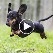 Forget Jurassic World, Here Comes Jurassic Weenie!