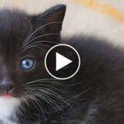 Tiny black kitten with blue eyes