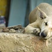 Largest Quake of 2015 Strikes Chile: Pet Rescue Groups Respond