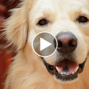 Little Boy Makes Incredible Recovery with the Help of Therapy Dog