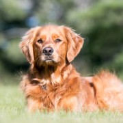 Golden Retriever's like this can sometimes have a air outside the lungs