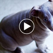 Gray Pit Bull puppy looking up
