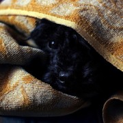 Dog hiding under blankets is scared of thunder 