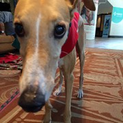 adorable greyhound photo