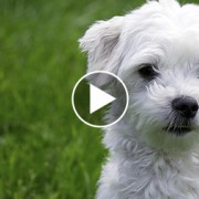 This New Amazon Prime Commercial Will Give You All The Feels