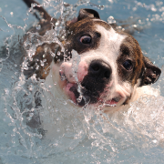 New Dog Swimming Study Surprises Canine Community