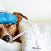 dog in bed, sick with canine influenza: H3N2