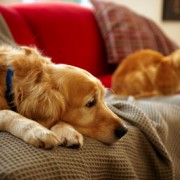 Many Cats and Dogs are victims of domestic violence